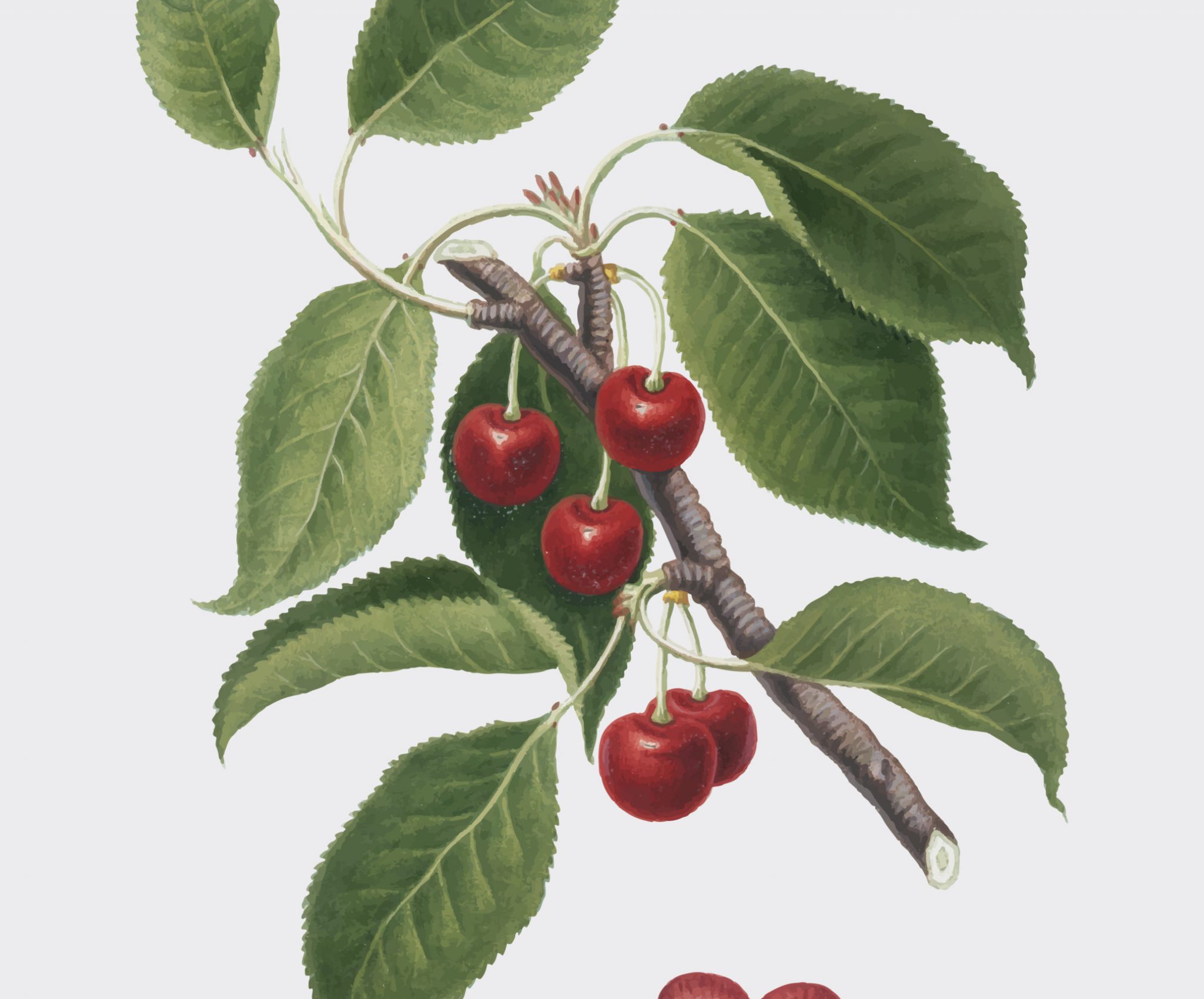 Sour Cherry from Pomona Italiana illustration